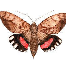 My project in Botanical Illustration with Watercolors course. Ilustração botânica, Br, ing e Identidade, Design gráfico e Ilustração tradicional projeto de Vane Carrazco - 01.05.2021