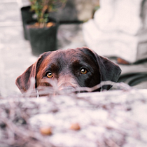 Mi Proyecto del curso: Fotografía lifestyle de perros. Un projet de Photographie de mica_costa93 - 04.05.2021