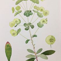 My project in Botanical Watercolor: Illustrate the Anatomy of Flowers course. Un progetto di Illustrazione botanica di rob eadie - 05.05.2021