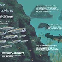 Animales acuáticos de México: Poblana Alchichica.. Traditional illustration, Naturalistic Illustration & Infographics project by Karla Valencia - 05.06.2021