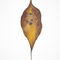 My project in Botanical Illustration with Watercolors course. Ilustração tradicional, Artes plásticas, Pintura, Desenho, Pintura em aquarela e Ilustração botânica projeto de Ade - 15.02.2021