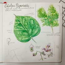 My project in Botanical Watercolor Sketchbook course. Un progetto di Illustrazione botanica e Pittura ad acquerello di Simona Cassisa - 06.05.2021