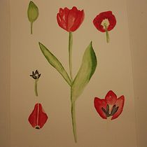 tulipanes. Pintura em aquarela projeto de sandymmster - 08.05.2021