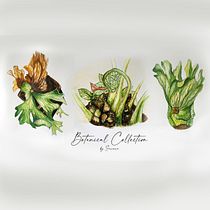 My Final project in Botanical Watercolor: Illustrate the Anatomy of Flowers course. Un progetto di Illustrazione tradizionale, Illustrazione botanica, Belle arti, Pittura, Disegno e Pittura ad acquerello di Sareera Sukasam - 30.04.2021