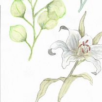 My project in Naturalist Illustrations with Watercolors: Drawing and Composition course. Traditional illustration, Drawing, Watercolor Painting, and Naturalistic Illustration project by janerob100 - 05.10.2021