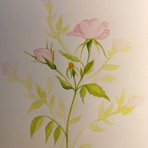 Mi Proyecto del curso: Ilustración botánica con acuarela. Ilustração tradicional, Artes plásticas, Pintura, Desenho, Pintura em aquarela e Ilustração botânica projeto de Natalia Gulin - 23.05.2021