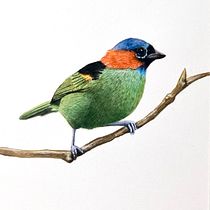 Meu projeto do curso: Ilustração naturalista de aves com aquarela. Projekt z dziedziny Trad, c, jna ilustracja, Malowanie akwarelą, R, sunek realist, czn, Ilustracja naturalist i czna użytkownika Livia Doreto - 21.05.2021