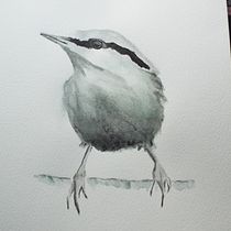 The Nuthatch in black watercolor - Artistic Watercolor Techniques for Illustrating Birds course. Watercolor Painting, Traditional illustration, Realistic Drawing, and Naturalistic Illustration project by pronker_therover - 05.25.2021