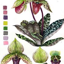 My project in Botanical Watercolor: Illustrate the Anatomy of Flowers course. Traditional illustration, Fine Arts, Painting, Drawing, Watercolor Painting, and Botanical Illustration project by dashatagrigorova - 05.25.2021