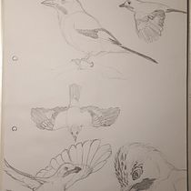 Ilustración naturalista de un Arrendajo común con acuarela. Een project van Traditionele illustratie, Aquarelschilderen, Realistische tekening y Naturalistische illustratie van Alirio Jimenez - 25.05.2021