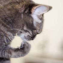 Mi Proyecto del curso: Fotografía lifestyle de gatos (en mi caso). Un projet de Photographie, Photographie de portrait, Photographie pour Instagram, Photographie documentaire, Photographie lifest , et le de Daniel Orozco Morales - 20.05.2021
