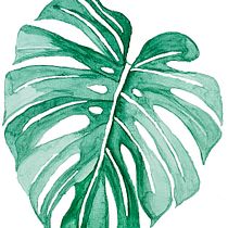 Monstera Deliciosa - SimplishyArt. Un progetto di Illustrazione tradizionale, Pattern design, Pittura ad acquerello e Illustrazione botanica di Erika Ishy - 04.11.2020