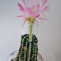 La bella y el cactus...un homenaje a Josefina y Eugenio.. Ilustração tradicional, Artes plásticas, Pintura, Desenho, Pintura em aquarela e Ilustração botânica projeto de Alma Beltran - 29.05.2021