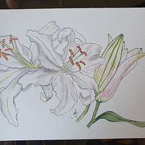 My project in Botanical Sketchbooking: A Meditative Approach course. Ilustração tradicional, Esboçado, Desenho, Pintura em aquarela, Ilustração botânica, e Sketchbook projeto de Jessica Bartlett - 27.05.2021