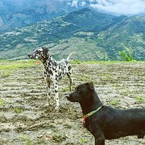 Mi Proyecto del curso: Fotografía lifestyle de perros. Un projet de Photographie, Photographie de portrait, Photographie pour Instagram, Photographie documentaire, Photographie lifest , et le de Ana Rua - 31.05.2021