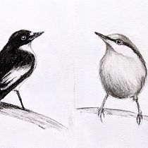 Mein Kursprojekt: Illustriere Vögel mit expressiven Aquarelltechniken. Traditional illustration, Watercolor Painting, Realistic Drawing, and Naturalistic Illustration project by Andrea R - 06.02.2021