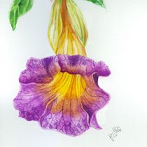 Meu projeto do curso: Aquarela botânica: ilustre a anatomia das flores. Un progetto di Illustrazione tradizionale, Belle arti, Pittura, Disegno, Pittura ad acquerello e Illustrazione botanica di Hamilton Braga - 03.06.2021