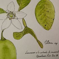 Mi Proyecto del curso: Limonero. Projekt z dziedziny Trad, c, jna ilustracja, Malowanie akwarelą, R, sunek botaniczn i Sketchbook użytkownika Elizabeth Fuentes - 20.05.2021