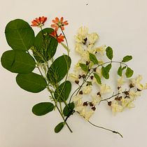 My project in Basic Botanical Pressing Techniques course. Un progetto di Artigianato, Belle arti, Collage e DIY di alona_yildirim - 05.06.2021