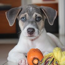 Meu projeto do curso: Fotografia lifestyle de cachorros @joyfortal. Un projet de Photographie, Photographie de portrait, Photographie pour Instagram, Photographie documentaire, Photographie lifest , et le de Sebastião Souza - 02.06.2021