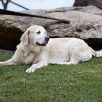 Mi Proyecto del curso: Fotografía lifestyle de perros. Un projet de Photographie, Photographie de portrait, Photographie pour Instagram, Photographie documentaire, Photographie lifest , et le de Almudena Guerrero Bermudez - 03.06.2021