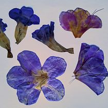 Meu projeto do curso: Técnicas básicas para prensar flores e plantas. Un progetto di Artigianato, Belle arti, Collage e DIY di Elena Maria Pattacini - 06.06.2021