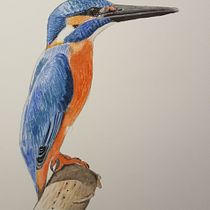 My first bird: Mein Kursprojekt: Illustriere Vögel mit expressiven Aquarelltechniken. Traditional illustration, Watercolor Painting, Realistic Drawing, and Naturalistic Illustration project by iwan_1 - 06.06.2021
