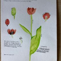 Mi Proyecto del curso: Ilustración botánica con acuarela. Ilustração tradicional, Artes plásticas, Pintura, Desenho, Pintura em aquarela e Ilustração botânica projeto de lauramamu - 07.06.2021