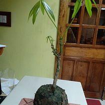 My project in Kokedamas: Create Natural Moss Pots  course. Arts, Crafts, Interior Design, L, scape Architecture, Decoration, and DIY project by rosanna.lisay - 06.09.2021
