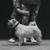 Mi Proyecto del curso: Fotografía lifestyle de perros. Un projet de Photographie, Photographie de portrait, Photographie pour Instagram, Photographie lifest , et le de Dante Tercero - 08.06.2021