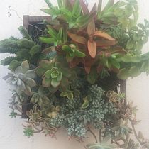 Mi Proyecto del curso: Diseño y creación de composiciones botánicas. Un progetto di Interior design, Paesaggismo, Interior Design, DIY e Design floreale e vegetale di Valeria Silva - 07.06.2021
