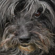 Perros de las calles de Santa Isabel. Photograph, Digital Photograph, and Photographic Composition project by Francisco Quatrin - 06.10.2021