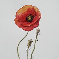 Estudio botánico de amapola. Ilustração tradicional, Artes plásticas, Pintura, Desenho, Pintura em aquarela e Ilustração botânica projeto de Anaïs Calabuig - 12.06.2021