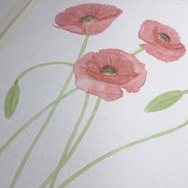 Meu projeto do curso: Aquarela botânica: ilustre a anatomia das flores - Papoulas. Un progetto di Illustrazione tradizionale, Belle arti, Pittura, Disegno, Pittura ad acquerello e Illustrazione botanica di Guilherme Alas - 05.05.2021