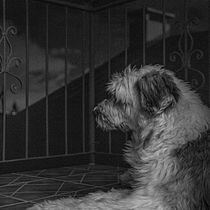 Mi Proyecto del curso: Introducción a la fotografía de perros. Un projet de Photographie, Photographie de portrait, Photographie de studio, Photographie documentaire, Photographie lifest, le , et Photographie intérieure de Luis JImenez Briceño - 13.06.2021