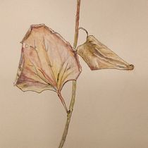 My project in Botanical Sketchbooking: "Season's End". Ilustração tradicional, Esboçado, Desenho, Pintura em aquarela e Ilustração botânica projeto de Fran Sheldon - 14.06.2021