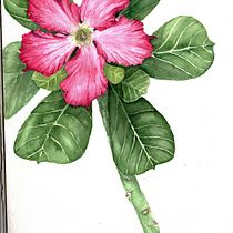 Mi Proyecto del curso: Ilustración botánica con acuarela. Ilustração tradicional, Artes plásticas, Pintura, Desenho, Pintura em aquarela e Ilustração botânica projeto de svetlanamaura - 14.06.2021