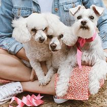 Mi Proyecto del curso: Fotografía lifestyle de perros - Rocio Ari. Un projet de Photographie, Photographie de portrait, Photographie pour Instagram, Photographie documentaire, Photographie lifest , et le de Rocio Ari - 13.06.2021
