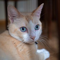 Luces y sombras de un gato. Un projet de Photographie, Photographie de portrait, Photographie pour Instagram, Photographie documentaire, Photographie lifest , et le de Sara Díez Madrid - 16.06.2021