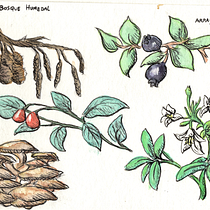 Diario botánico en acuarela. Projekt z dziedziny Trad, c, jna ilustracja, Malowanie akwarelą, R, sunek botaniczn i Sketchbook użytkownika DelKoral Barrueto - 03.07.2021