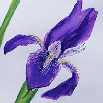 My project in Botanical Illustration with Watercolors course. Ilustração tradicional, Artes plásticas, Pintura, Desenho, Pintura em aquarela e Ilustração botânica projeto de Zuzana Zachová - 20.06.2021