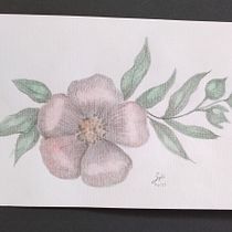 Mi Proyecto del curso: Ilustración botánica con acuarela. Ilustração tradicional, Artes plásticas, Pintura, Desenho, Pintura em aquarela e Ilustração botânica projeto de Yolanda Torres Navarro - 12.07.2021