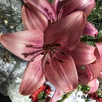My project in Beginner’s Photography: Basic Camera Use and Theory course: Flowers, cactuses and birds.. Photograph, Digital Photograph, and Photographic Composition project by Stelios Nathanael - 06.23.2021