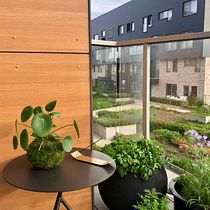 Kokedama Pilea Peperomioides Ein Projekt aus dem Bereich H, werk, Innendesign, L, schaftsbau, Dekoration von Innenräumen und DIY von Lauranne - 24.06.2021