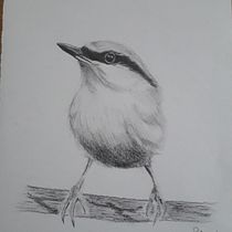 My project in Artistic Watercolor Techniques for Illustrating Birds course. Traditional illustration, Watercolor Painting, Realistic Drawing, and Naturalistic Illustration project by Patrizia De Vittori - 06.24.2021