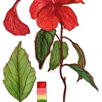 Meu projeto do curso: Aquarela botânica: ilustre a anatomia das flores. Un progetto di Illustrazione tradizionale, Belle arti, Pittura, Disegno, Pittura ad acquerello e Illustrazione botanica di lorienemariarodrigues - 25.06.2021