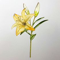 Mi Proyecto del curso: Cuaderno botánico en acuarela. Projekt z dziedziny Trad, c, jna ilustracja, Malowanie akwarelą, R, sunek botaniczn i Sketchbook użytkownika Carol Mendoza - 27.06.2021