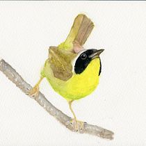 My project in Artistic Watercolor Techniques for Illustrating Birds course. Traditional illustration, Watercolor Painting, Realistic Drawing, and Naturalistic Illustration project by gisele_canada - 07.10.2021