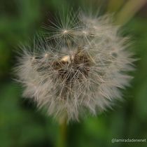 Mi Proyecto del curso: Introducción a la fotografía macro. Un projet de Photographie, Photographie de produits, Photographie de studio , et Photographie numérique de lamiradadenenet - 03.07.2021