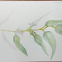 Mi Proyecto del curso: Cuaderno botánico en acuarela. Projekt z dziedziny Trad, c, jna ilustracja, Malowanie akwarelą, R, sunek botaniczn i Sketchbook użytkownika Laura Gómez Spagnuolo - 04.07.2021